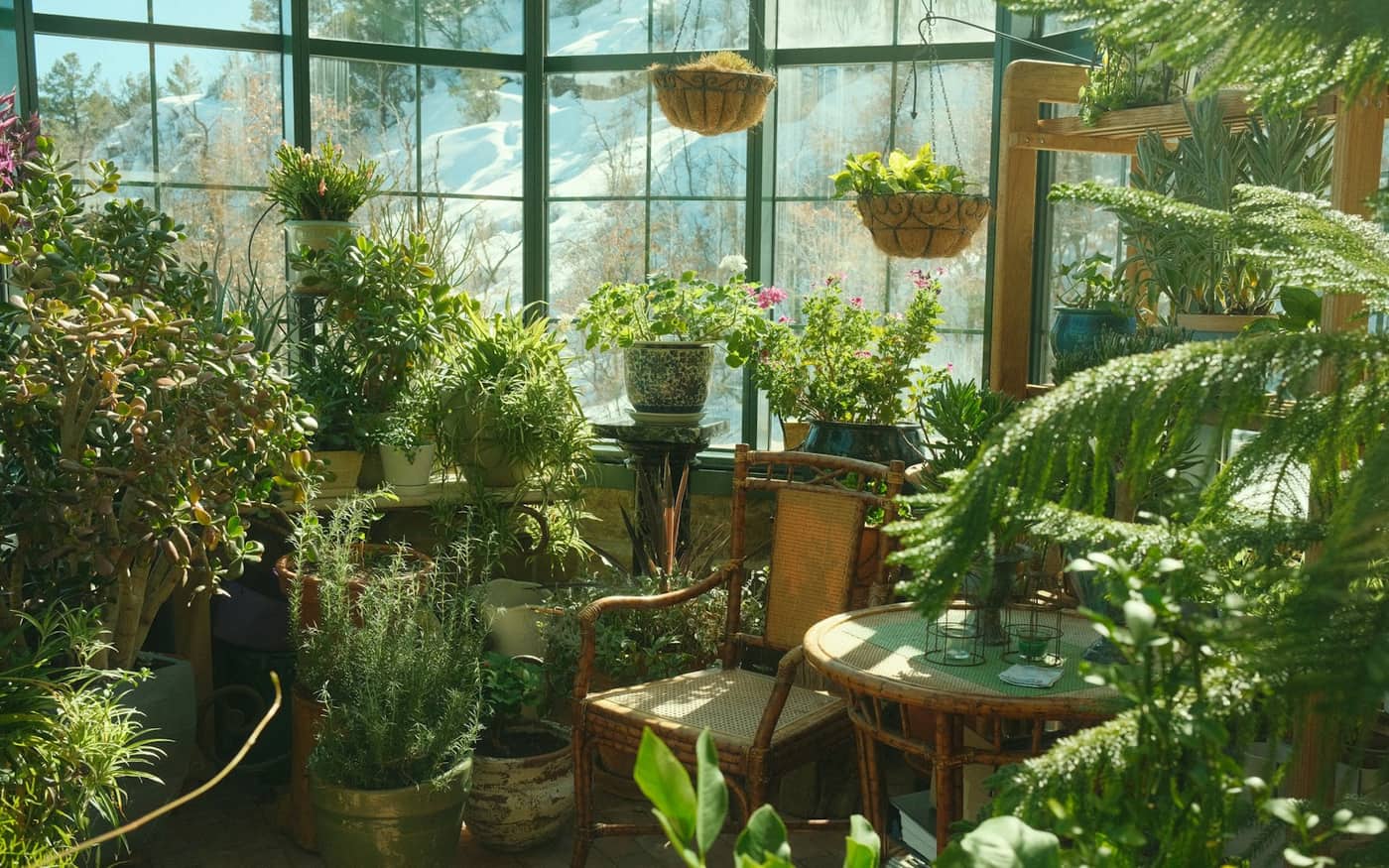 Inside a greenhouse full of young plants