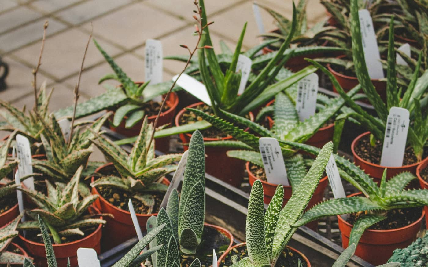 Rows of potted plants at the nursery