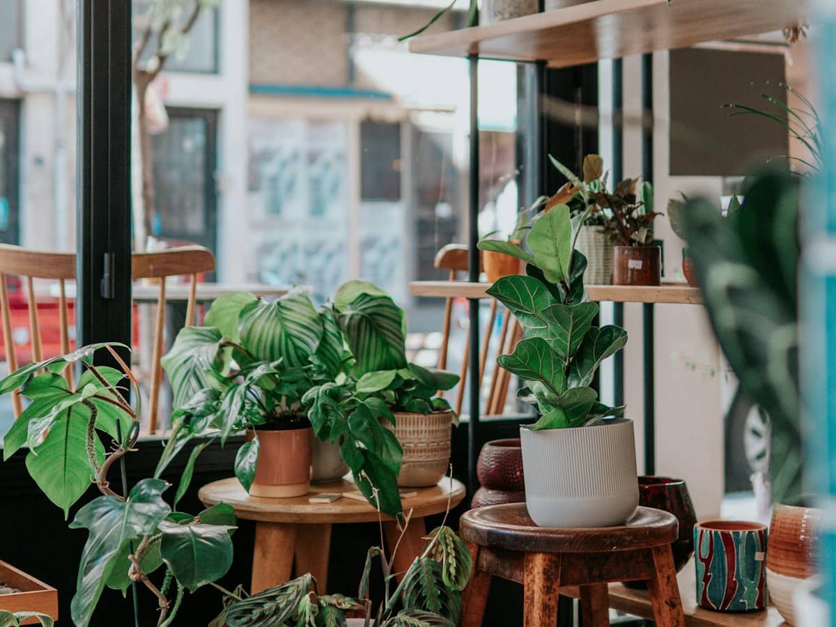 Plants on shelves at the nursery