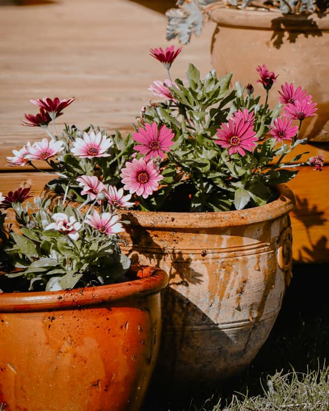 Flowering