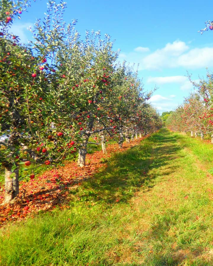 Fruit Saplings