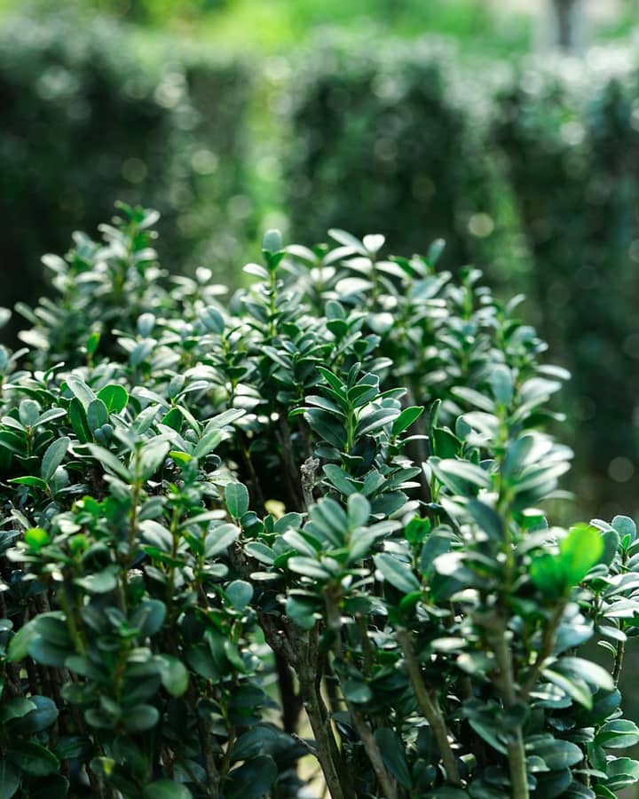 Outdoor & Shrubs